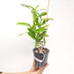 Dendrobium Green Surprise 'Windy' Orchid Plants - BS
