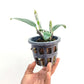 Dendrobium griffithianum sp. - BS