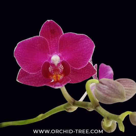 Phalaenopsis Lianher Happy Star orchid Plants - FF