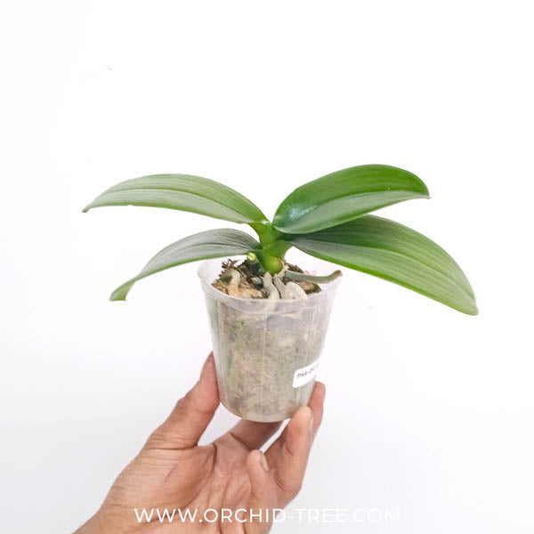 Phalaenopsis White Bliss Orchid Plant - BS - Buy Orchids Plants Online by Orchid-Tree.com