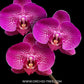 Phalaenopsis Harck Gentleman - BS