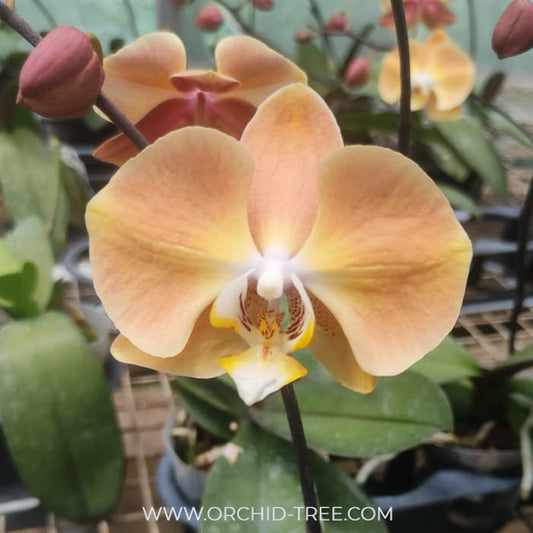Phalaenopsis Harck Salmon Orchid Plant - FF
