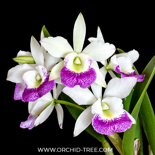 Cattleya (Bc.) Hawaii Stars Orchid Plant - BS
