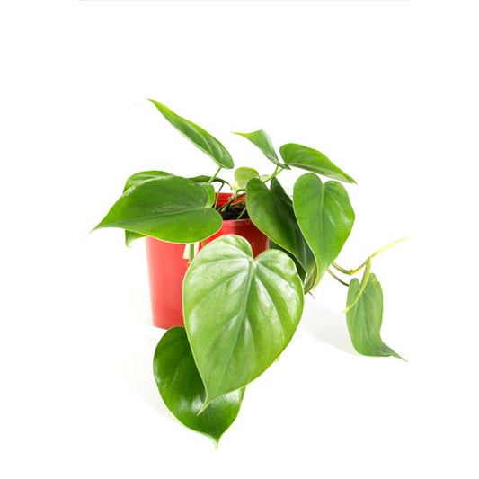 Philodendron Green Heart Leaf Small Pot