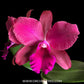 Cattleya Hellia Biani Ferreira Orchid - BS