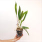 Cattleya Hippodamia Orchid Plant - BS
