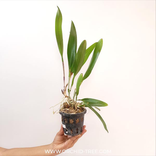 Cattleya Hippodamia Orchid Plant - BS