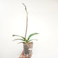 Phalaenopsis Honey Peach Orchid Plant - FF