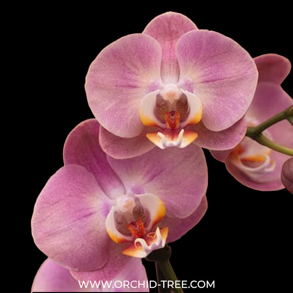Phalaenopsis Honey Peach Orchid Plant - FF