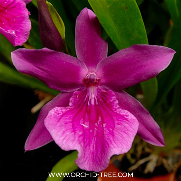 Miltonia Honolulu Orchid - BS
