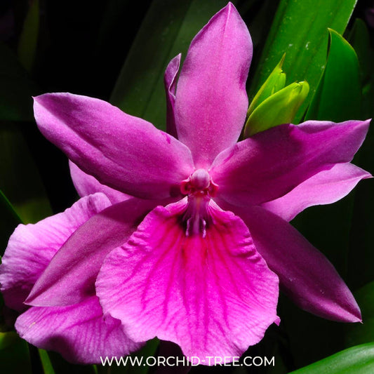 Miltonia Honolulu Orchid - BS