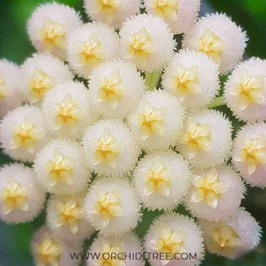 Hoya Lacunosa - Buy Orchids Plants Online by Orchid-Tree.com