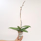 Phalaenopsis Harck Salmon Orchid Plant - FF