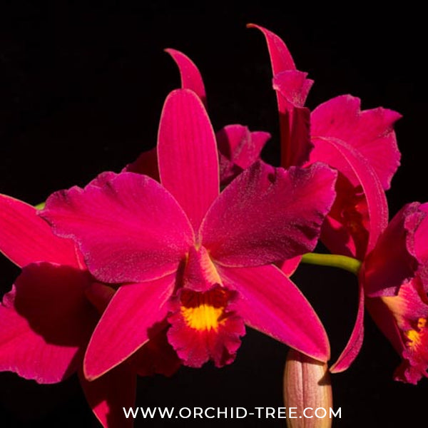 Cattleya (Slc.) Hsin Buu Lady Orchid Plant - NBS