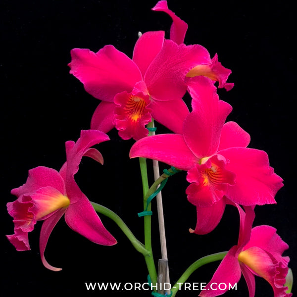 Cattleya (Slc.) Hsin Buu Lady Orchid Plant - NBS