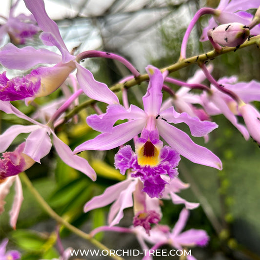 Myrmecophila humboldtii sp.(Bare Root Divisions) - BS