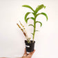 Dendrobium Humming Butterfly #1 Orchid Plant - BS