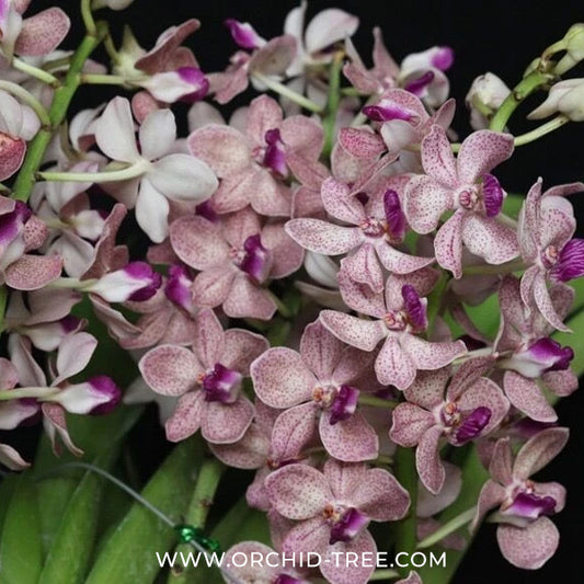 Rhychostylis (gigantea blue x V.tessellata) x denisoniana) Orchid Plant - BS