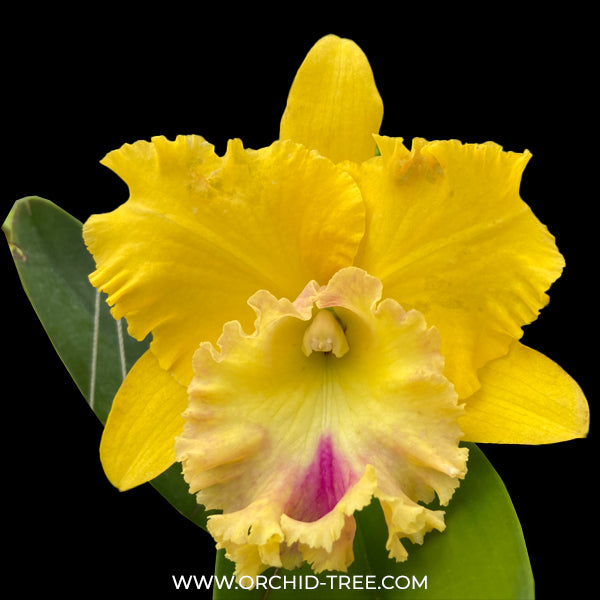 Cattleya Rlc. Chao Praya Gold Orchid plant - BS