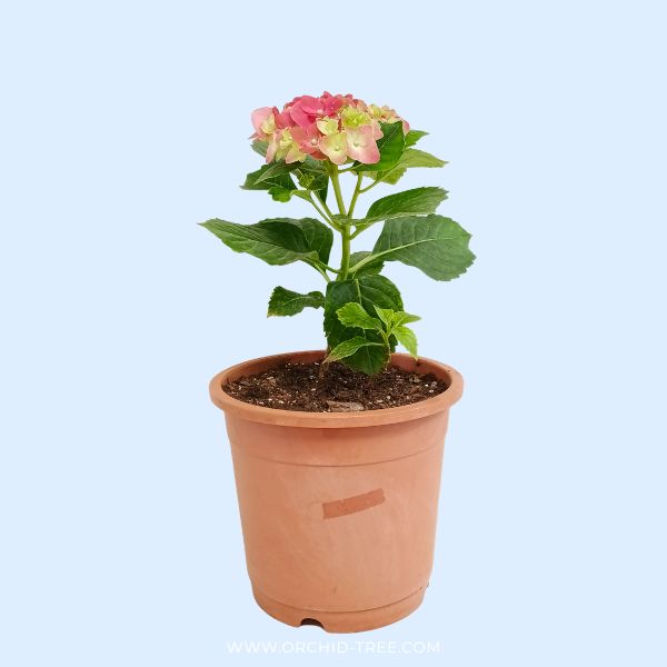 Hydrangea | with flower