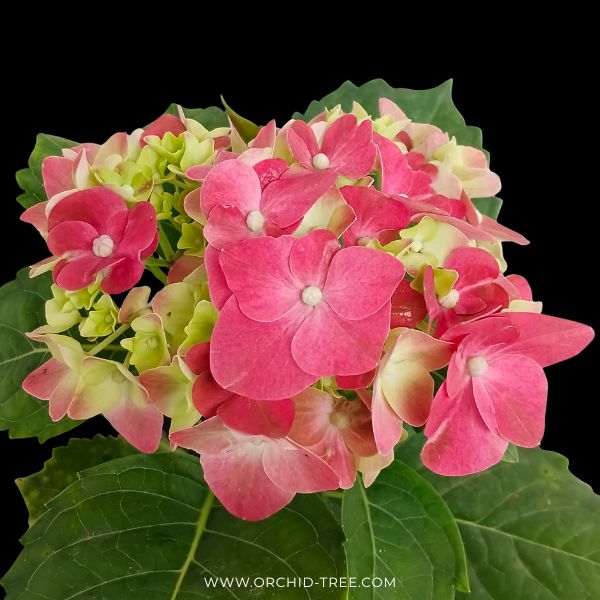 Hydrangea | with flower