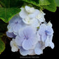 Hydrangea | with flower - Buy Orchids Plants Online by Orchid-Tree.com