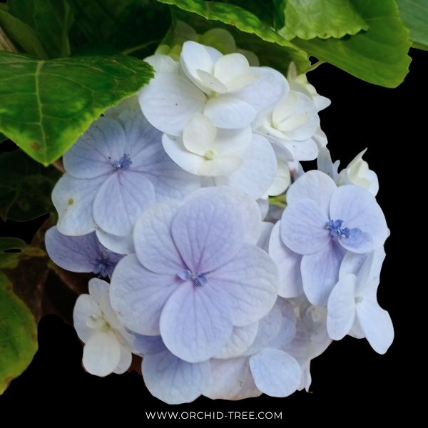 Hydrangea | with flower - Buy Orchids Plants Online by Orchid-Tree.com