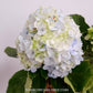 Hydrangea | with flower