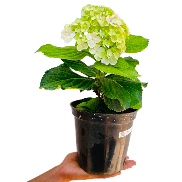 Hydrangea Small Pot
