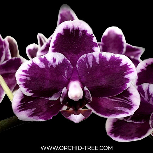 Phalaenopsis I-Hsin Black Soot 'Splash' - BS