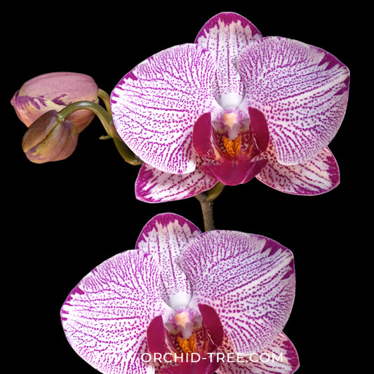 Phalaenopsis I-Hsin Beitou Orchid Plant - FF