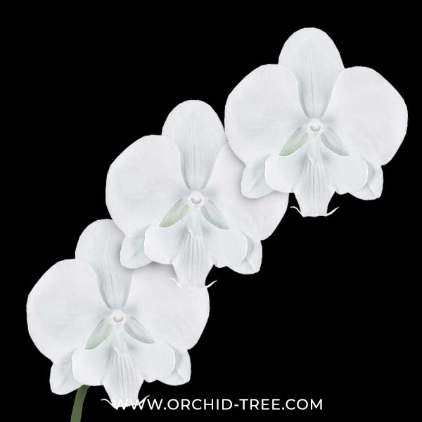 Phalaenopsis Ice Whisper Orchid Plant - FF
