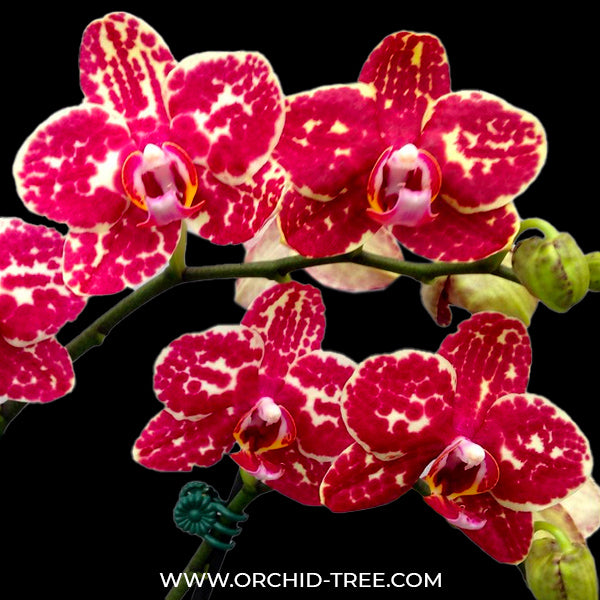 Phalaenopsis I-Hsin Adzuki Bean - BS
