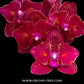 Phalaenopsis I-Hsin Cherry Bomb '228' - FF