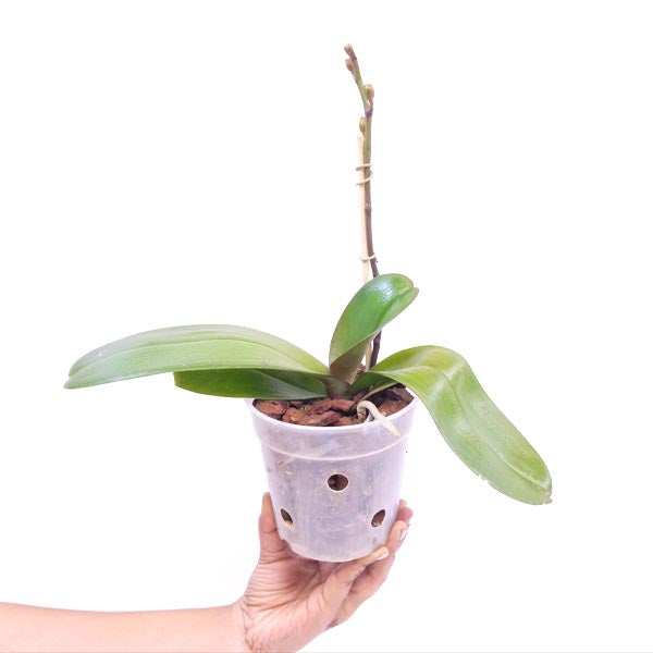 Phalaenopsis I-Hsin Sesame Orchid Plant - FF