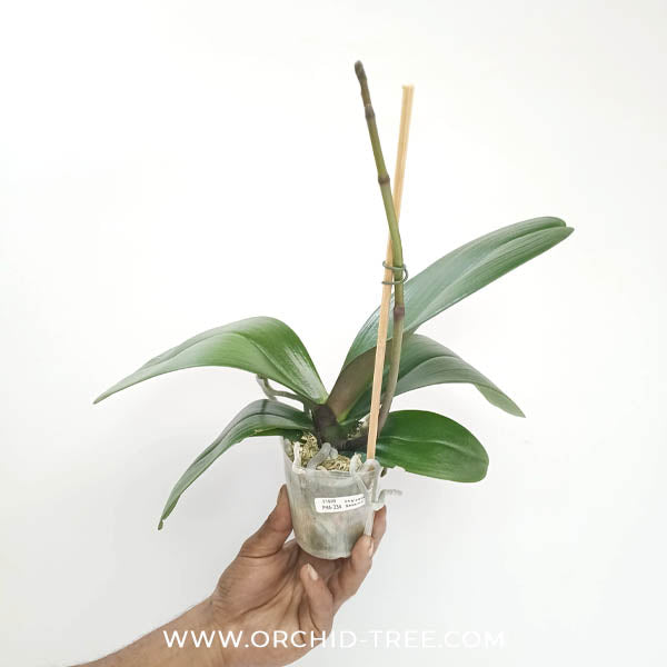 Phalaenopsis I-Hsin Sesame Orchid Plant - FF