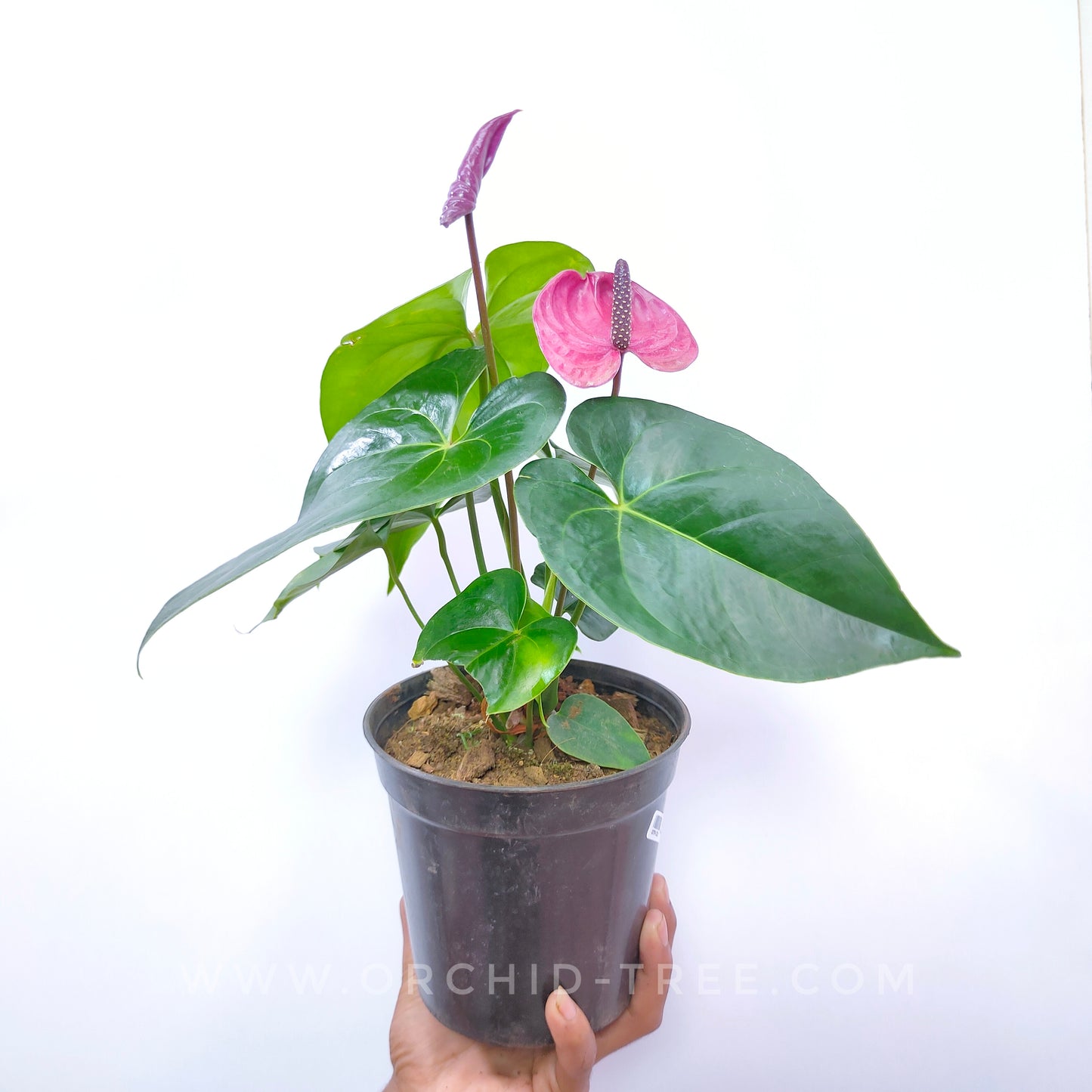 Anthurium Cavallia Purple - FF