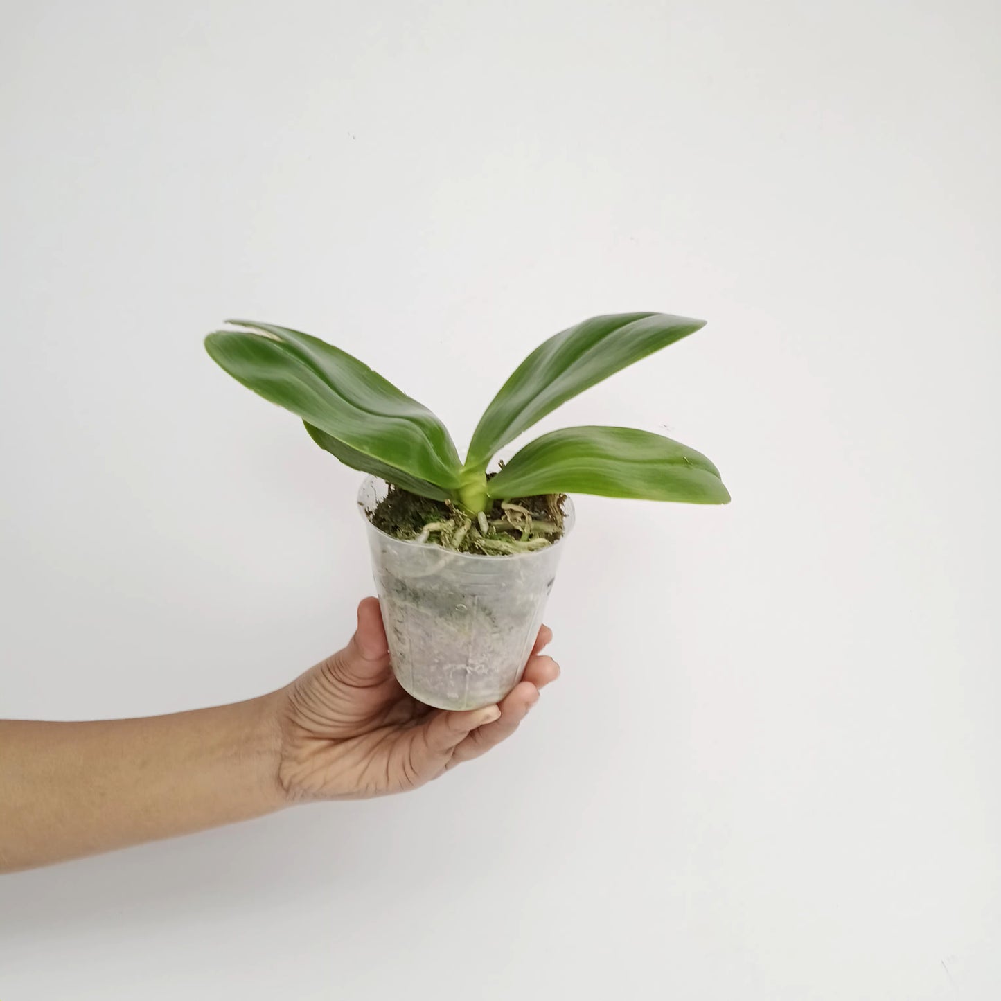 Phalaenopsis violacea var. indigo X sib Orchid Plant - FF