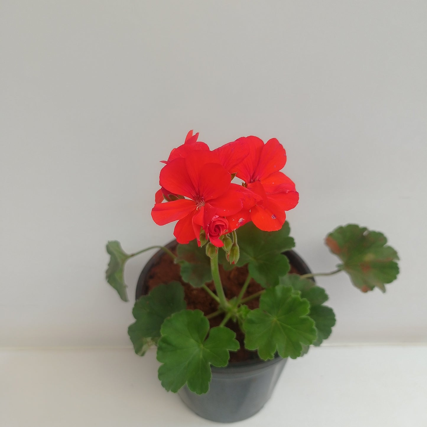 Geraniums- With Flowers