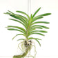 Vanda Kultana Violet #96 Orchid Plant - BS - Buy Orchids Plants Online by Orchid-Tree.com