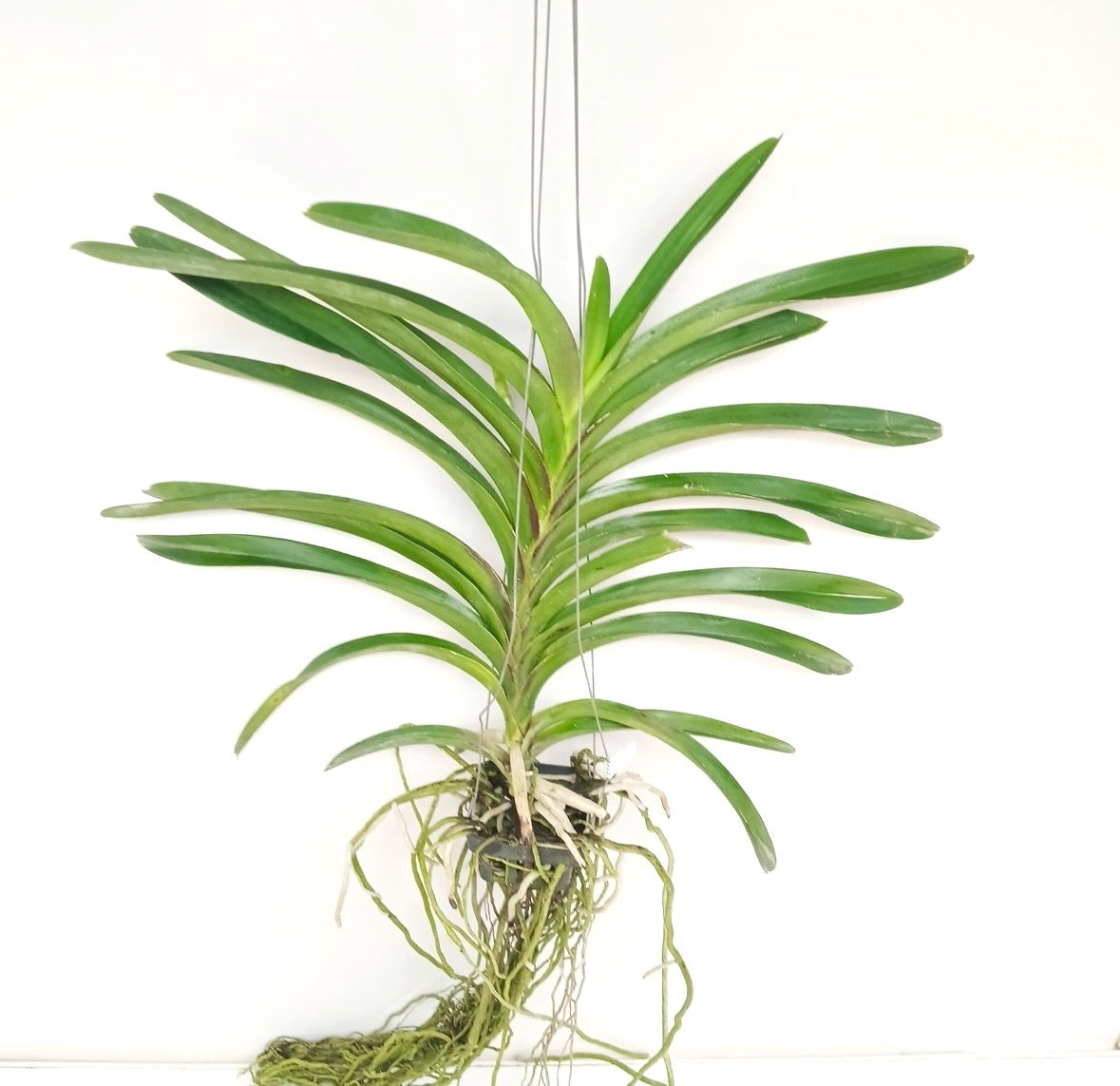 Vanda Kultana Violet #96 Orchid Plant - BS - Buy Orchids Plants Online by Orchid-Tree.com