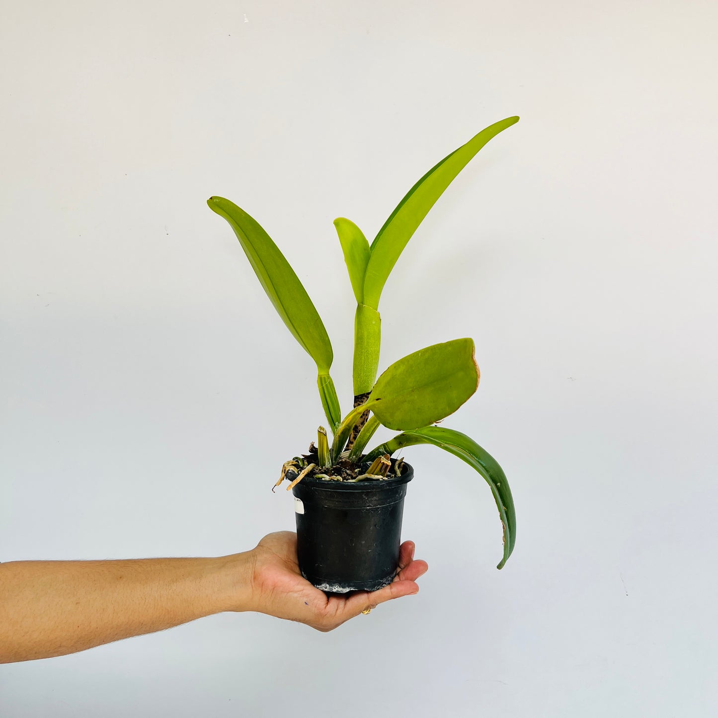 Cattleya Snow White Orchid Plant - BS - Buy Orchids Plants Online by Orchid-Tree.com