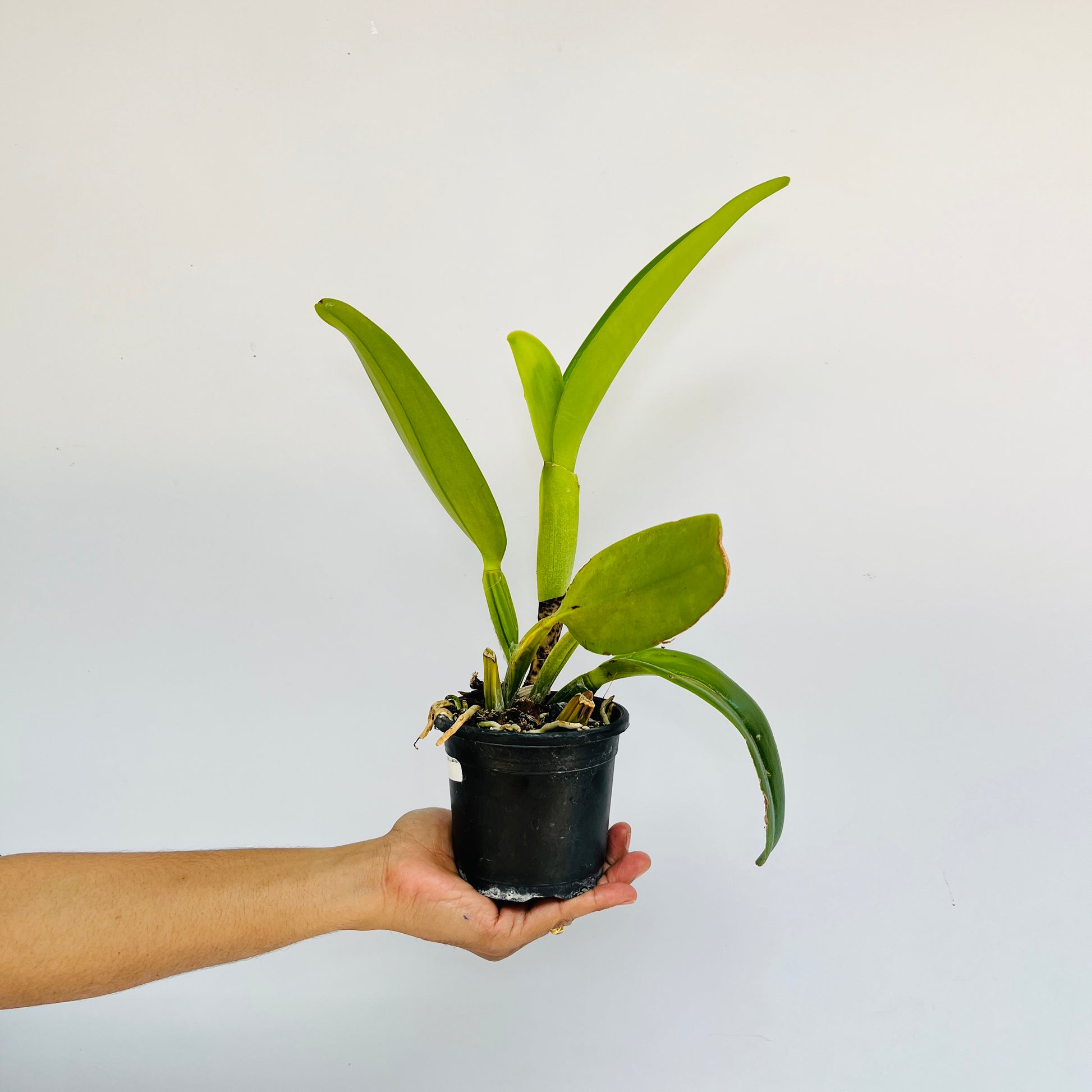 Cattleya Snow White Orchid Plant - BS - Buy Orchids Plants Online by Orchid-Tree.com
