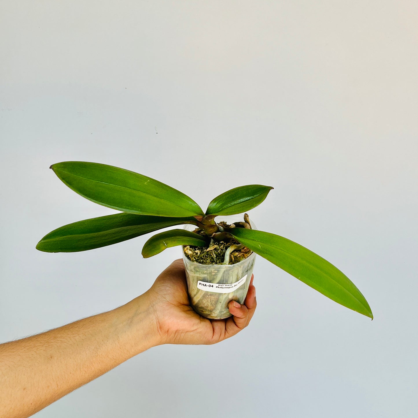 Phalaenopsis Big Mouse Orchid Plant - FF - Buy Orchids Plants Online by Orchid-Tree.com