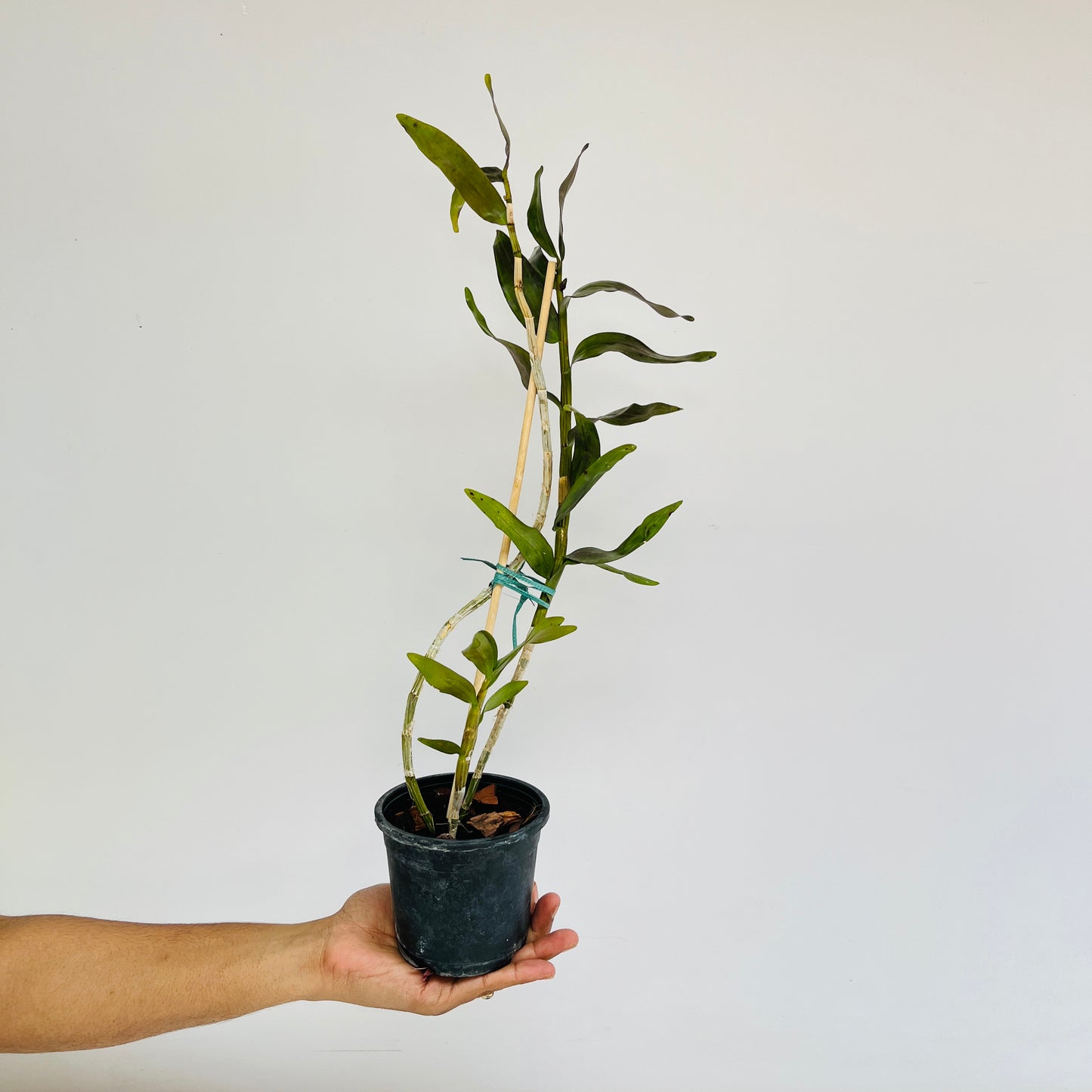 Dendrobium moschatum sp. Orchid Plant - BS