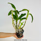 Dendrobium Airway Blue Angel Orchid Plant - BS - Buy Orchids Plants Online by Orchid-Tree.com