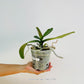 Phalaenopsis Sogo Yukidian V3 Orchid Plant - BS - Buy Orchids Plants Online by Orchid-Tree.com