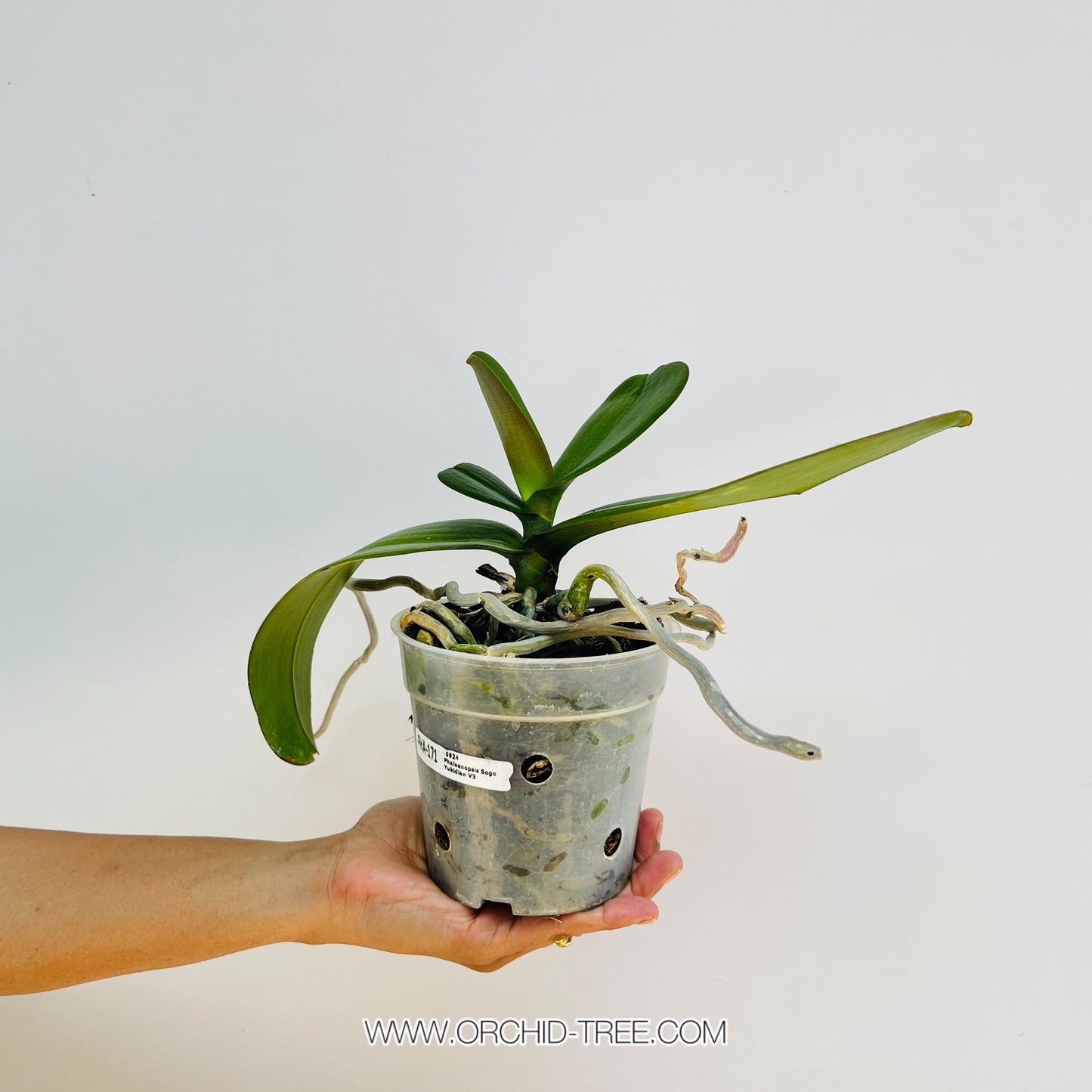 Phalaenopsis Sogo Yukidian V3 Orchid Plant - BS - Buy Orchids Plants Online by Orchid-Tree.com
