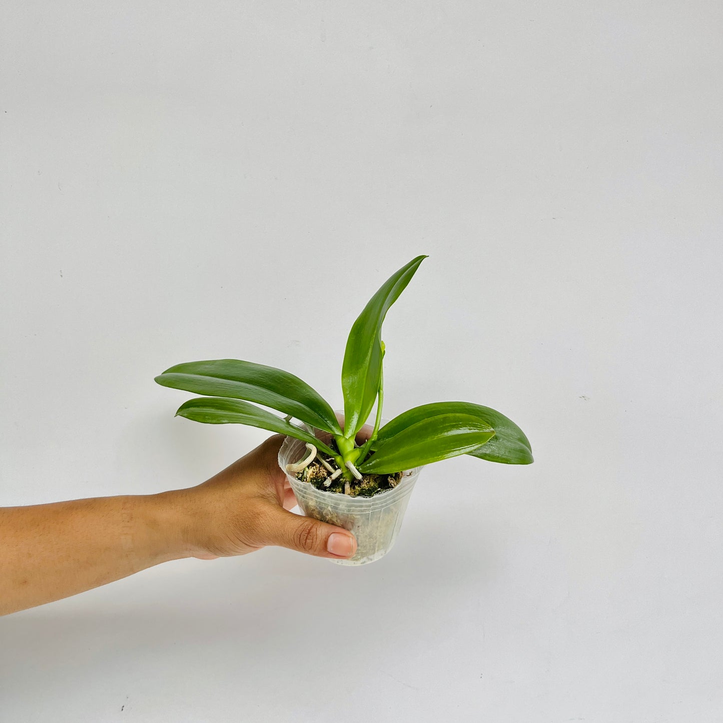 Phalaenopsis tetraspis 'C2' sp. Orchid Plant - FF - Buy Orchids Plants Online by Orchid-Tree.com