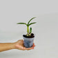 Dendrobium Enobi Splash Orchid Plant - FF - Buy Orchids Plants Online by Orchid-Tree.com